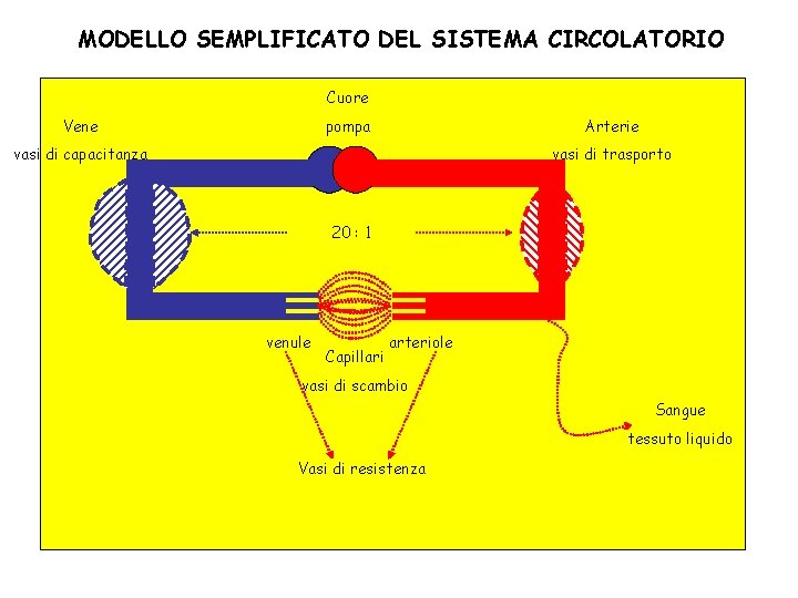 MODELLO SEMPLIFICATO DEL SISTEMA CIRCOLATORIO Cuore pompa Vene Arterie vasi di capacitanza vasi di