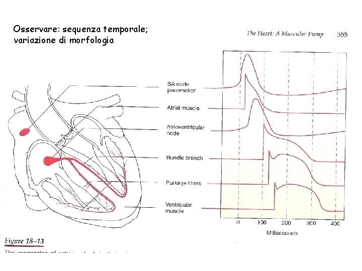 Osservare: sequenza temporale; variazione di morfologia 