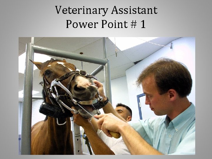 Veterinary Assistant Power Point # 1 