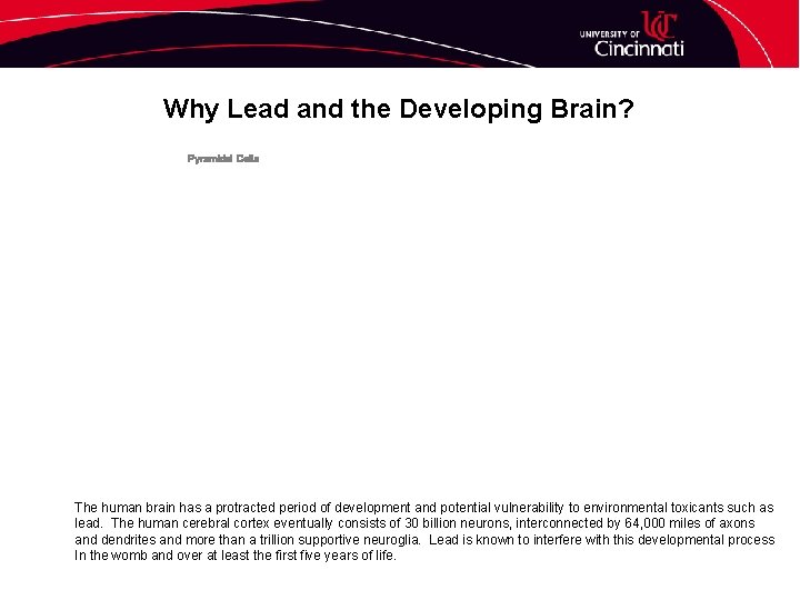 Why Lead and the Developing Brain? Pyramidal Cells The human brain has a protracted