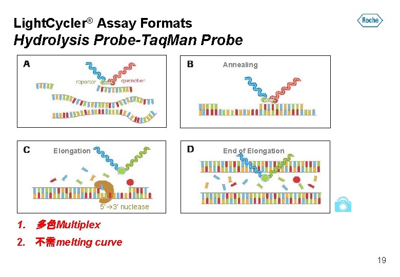 Light. Cycler® Assay Formats Hydrolysis Probe-Taq. Man Probe Annealing End of Elongation 5’ 3’