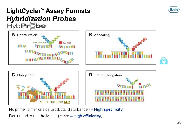 Light. Cycler® Assay Formats Hybridization Probes 5’ 3’ nuclease Mut No primer-dimer or side-products’