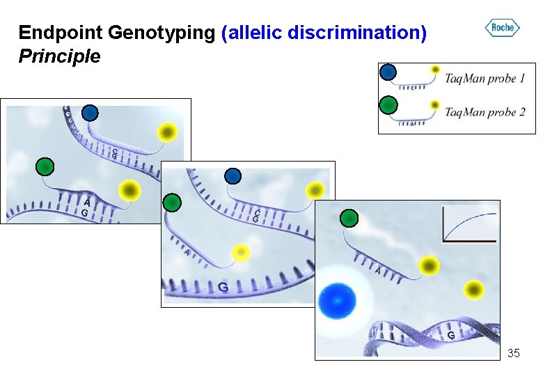 Endpoint Genotyping (allelic discrimination) Principle 35 