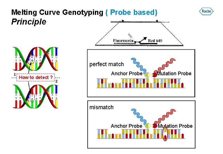 Melting Curve Genotyping ( Probe based) Principle perfect match How to detect ? Anchor