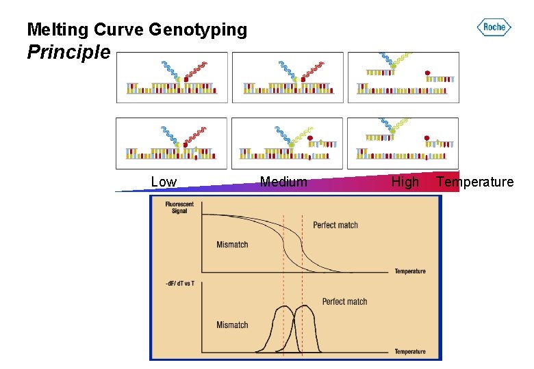 Melting Curve Genotyping Principle Low Medium High Temperature 