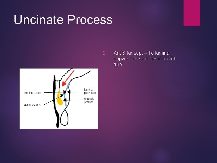 Uncinate Process 2. Ant & far sup. – To lamina papyracea, skull base or