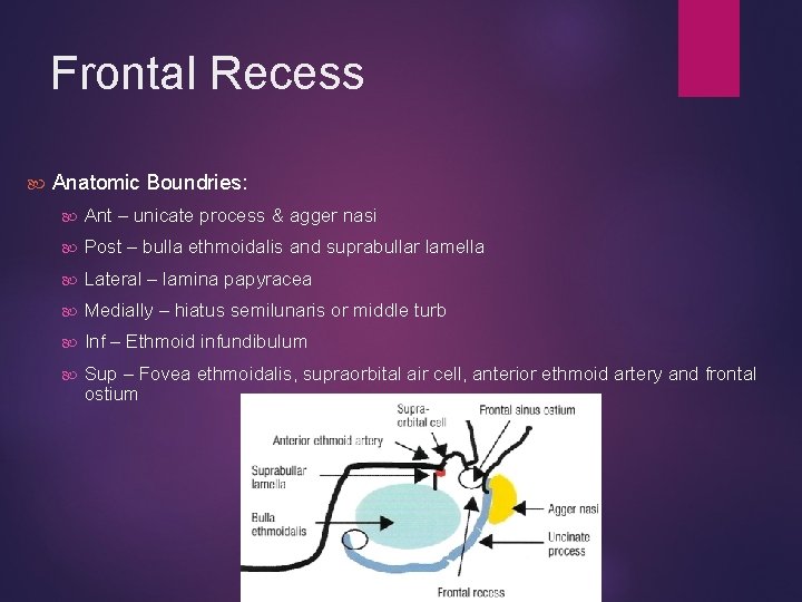 Frontal Recess Anatomic Boundries: Ant – unicate process & agger nasi Post – bulla