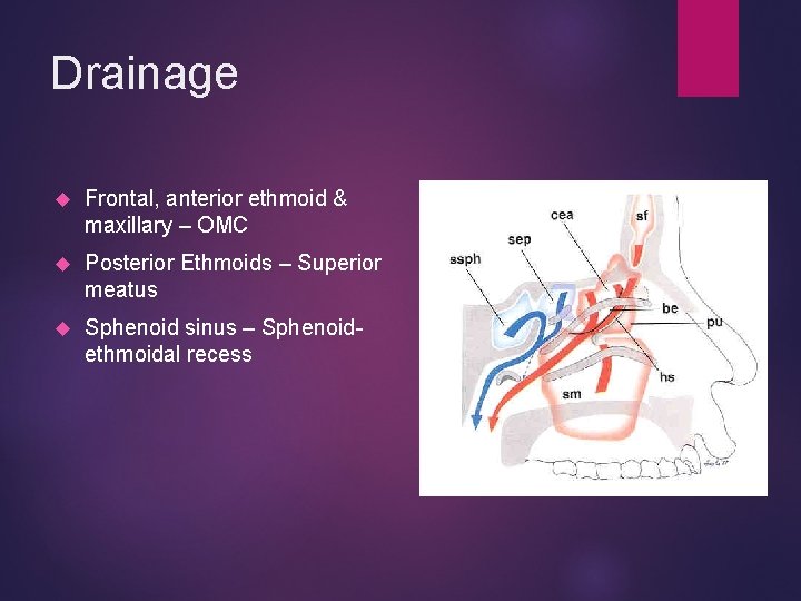 Drainage Frontal, anterior ethmoid & maxillary – OMC Posterior Ethmoids – Superior meatus Sphenoid