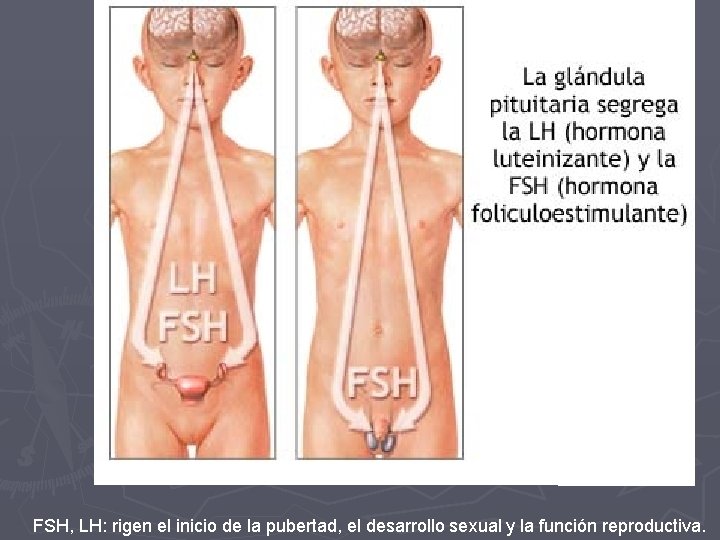 FSH, LH: rigen el inicio de la pubertad, el desarrollo sexual y la función