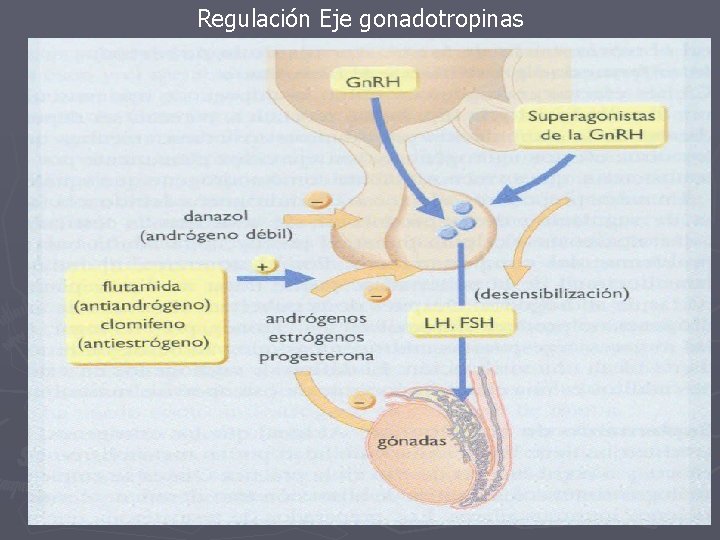 Regulación Eje gonadotropinas 