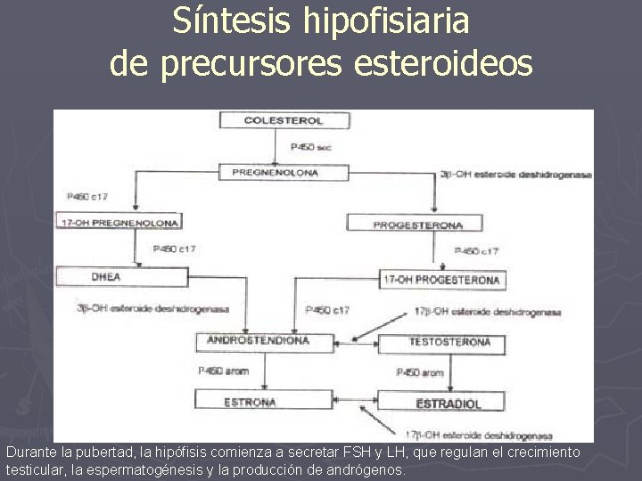 Síntesis hipofisiaria de precursores esteroideos Durante la pubertad, la hipófisis comienza a secretar FSH