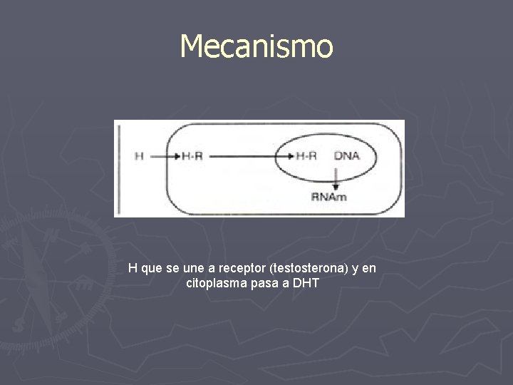 Mecanismo H que se une a receptor (testosterona) y en citoplasma pasa a DHT