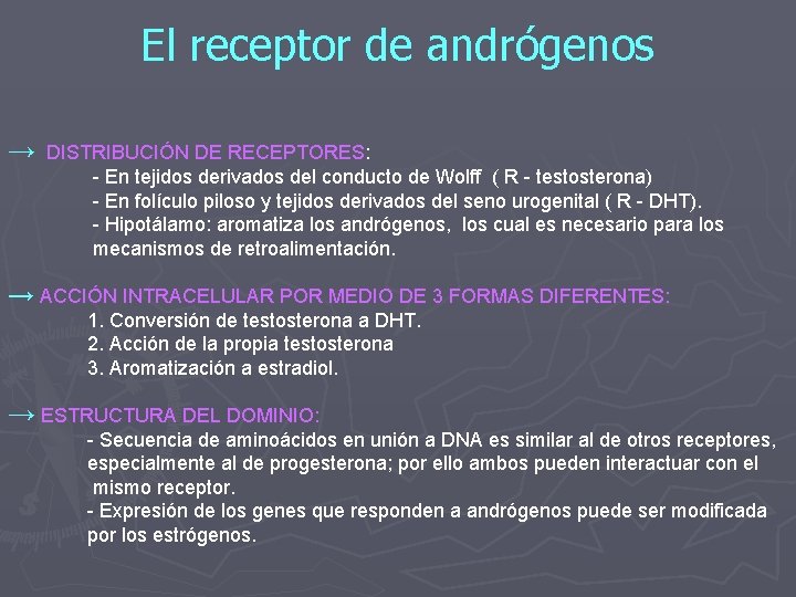 El receptor de andrógenos → DISTRIBUCIÓN DE RECEPTORES: - En tejidos derivados del conducto