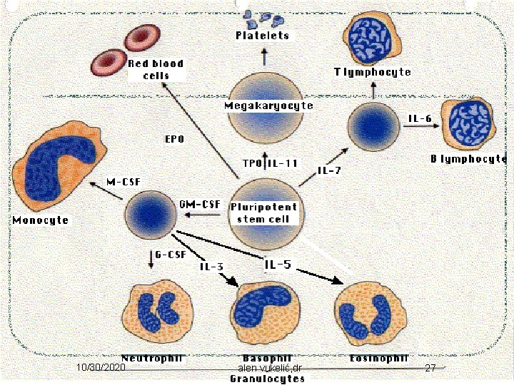 10/30/2020 alen vukelić, dr 27 
