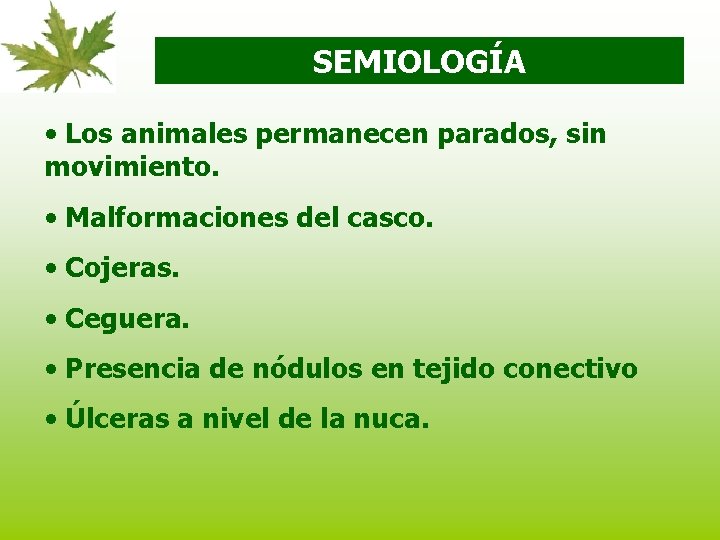 SEMIOLOGÍA • Los animales permanecen parados, sin movimiento. • Malformaciones del casco. • Cojeras.