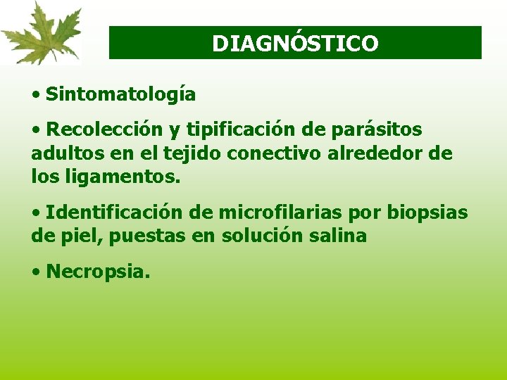 DIAGNÓSTICO • Sintomatología • Recolección y tipificación de parásitos adultos en el tejido conectivo