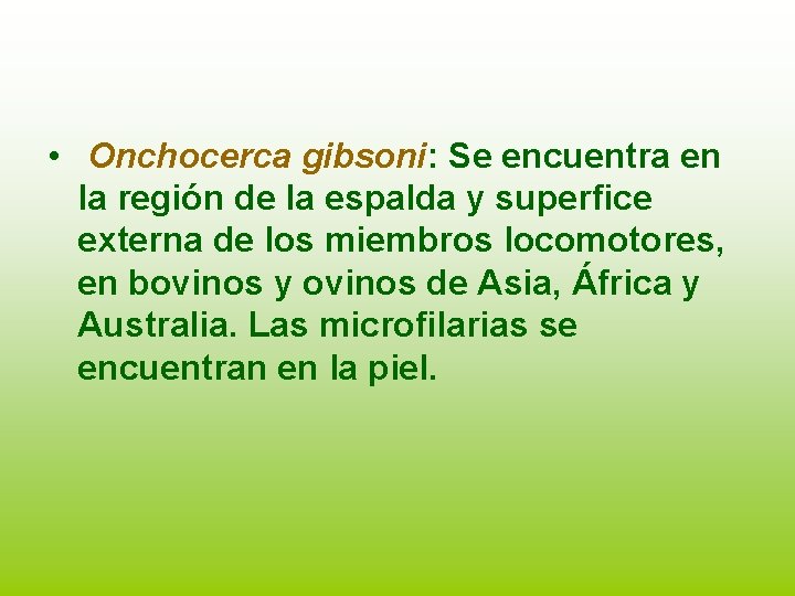  • Onchocerca gibsoni: Se encuentra en la región de la espalda y superfice