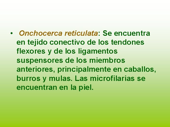  • Onchocerca reticulata: Se encuentra en tejido conectivo de los tendones flexores y