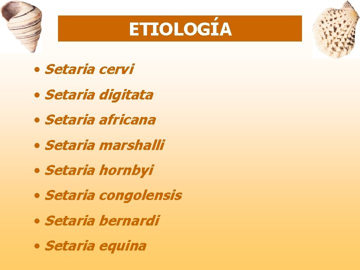 ETIOLOGÍA • Setaria cervi • Setaria digitata • Setaria africana • Setaria marshalli •