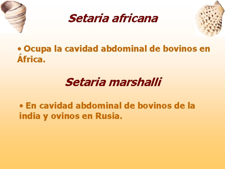 Setaria africana • Ocupa la cavidad abdominal de bovinos en África. Setaria marshalli •