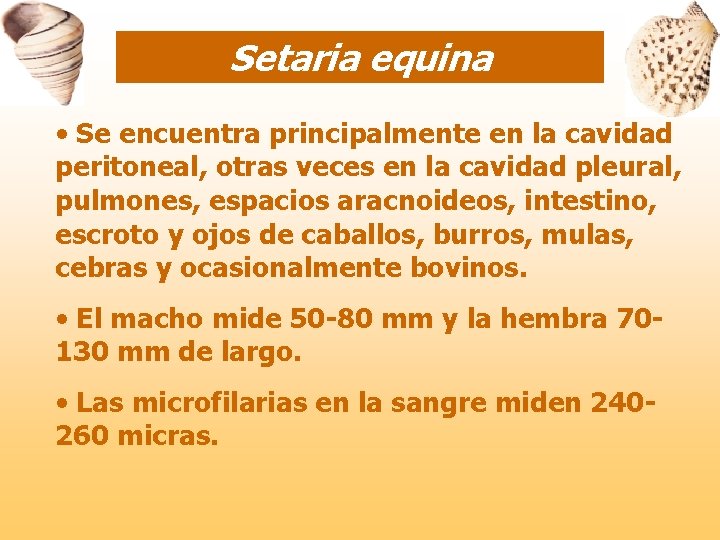 Setaria equina • Se encuentra principalmente en la cavidad peritoneal, otras veces en la