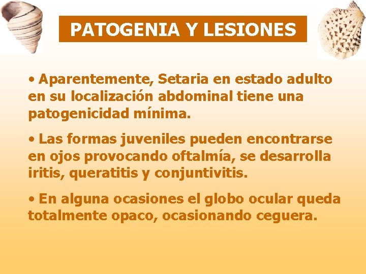 PATOGENIA Y LESIONES • Aparentemente, Setaria en estado adulto en su localización abdominal tiene