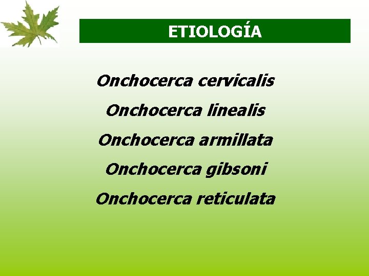 ETIOLOGÍA Onchocerca cervicalis Onchocerca linealis Onchocerca armillata Onchocerca gibsoni Onchocerca reticulata 