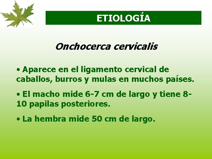 ETIOLOGÍA Onchocerca cervicalis • Aparece en el ligamento cervical de caballos, burros y mulas