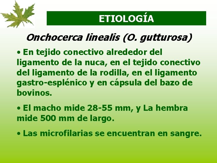 ETIOLOGÍA Onchocerca linealis (O. gutturosa) • En tejido conectivo alrededor del ligamento de la