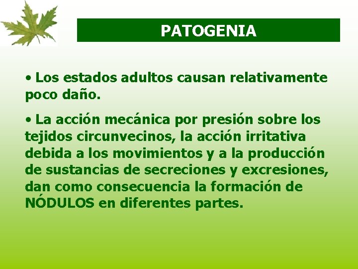 PATOGENIA • Los estados adultos causan relativamente poco daño. • La acción mecánica por