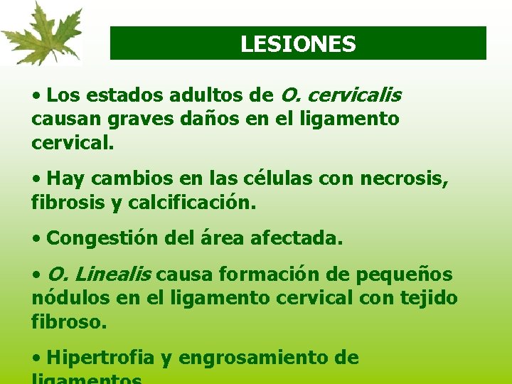 LESIONES • Los estados adultos de O. cervicalis causan graves daños en el ligamento