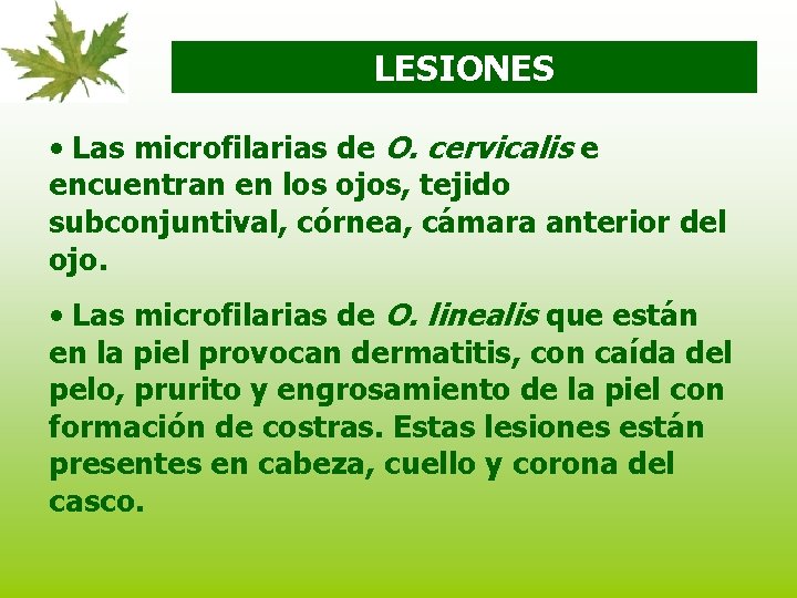 LESIONES • Las microfilarias de O. cervicalis e encuentran en los ojos, tejido subconjuntival,