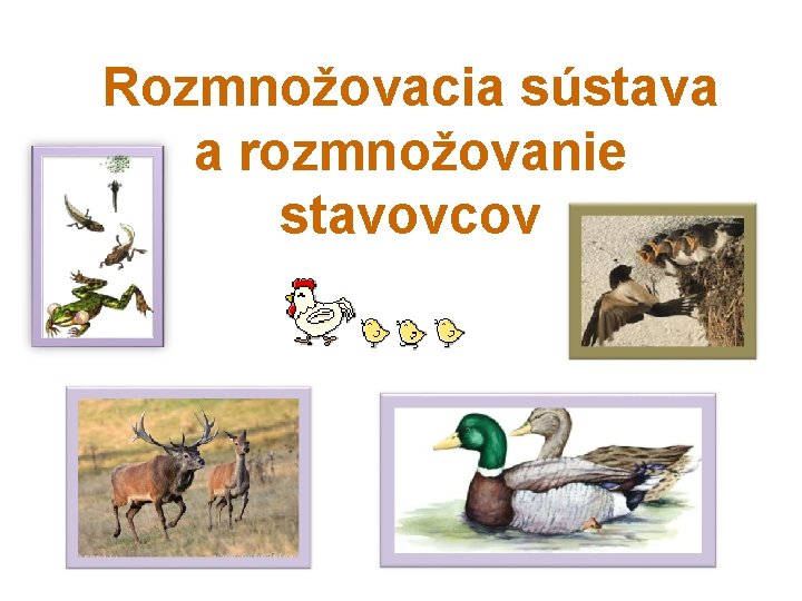 Rozmnožovacia sústava a rozmnožovanie stavovcov 