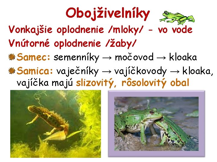 Obojživelníky Vonkajšie oplodnenie /mloky/ - vo vode Vnútorné oplodnenie /žaby/ Samec: semenníky → močovod