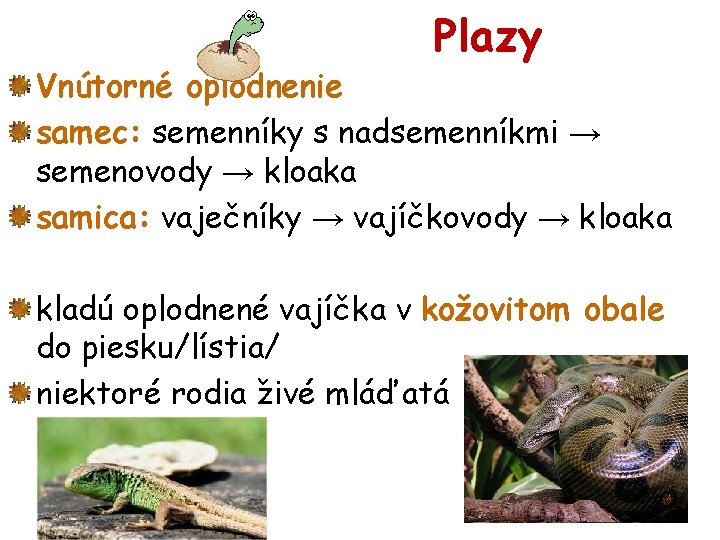 Plazy Vnútorné oplodnenie samec: semenníky s nadsemenníkmi → semenovody → kloaka samica: vaječníky →