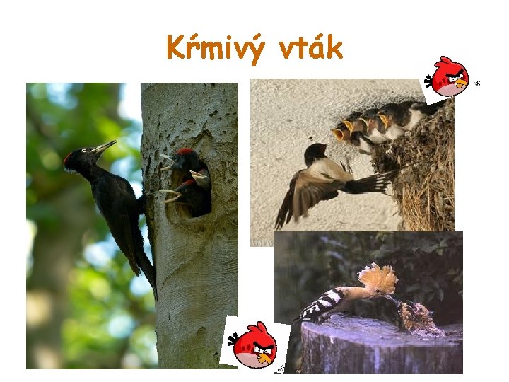 Kŕmivý vták 
