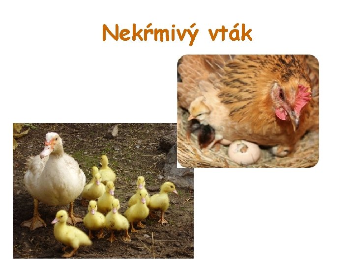 Nekŕmivý vták 
