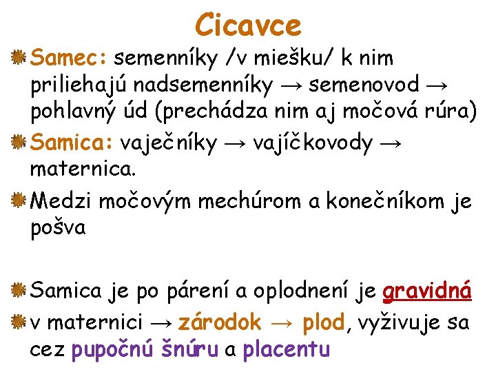 Cicavce Samec: semenníky /v miešku/ k nim priliehajú nadsemenníky → semenovod → pohlavný úd