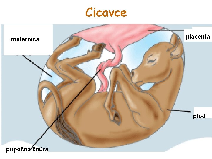 Cicavce maternica placenta plod pupočná šnúra 