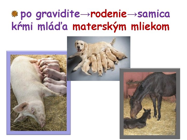 po gravidite→rodenie→samica kŕmi mláďa materským mliekom 