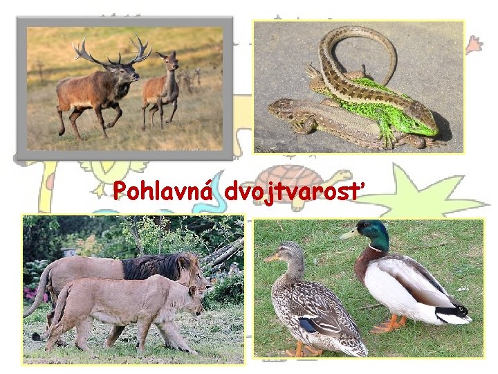 Pohlavná dvojtvarosť 