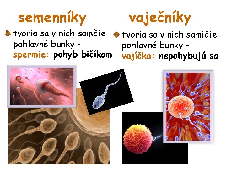 semenníky tvoria sa v nich samčie pohlavné bunky spermie: pohyb bičíkom vaječníky tvoria sa