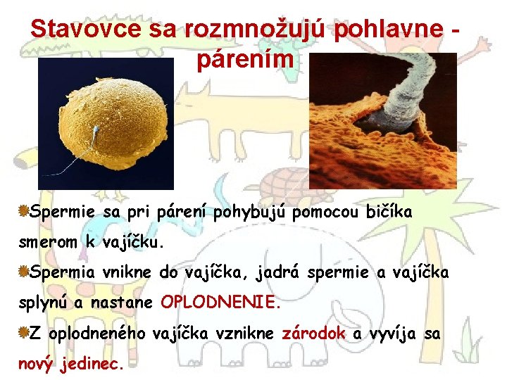 Stavovce sa rozmnožujú pohlavne párením Spermie sa pri párení pohybujú pomocou bičíka smerom k