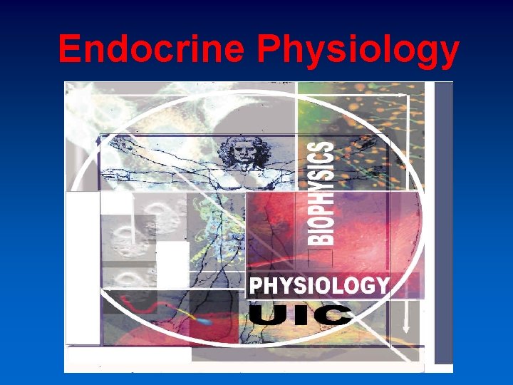 Endocrine Physiology 