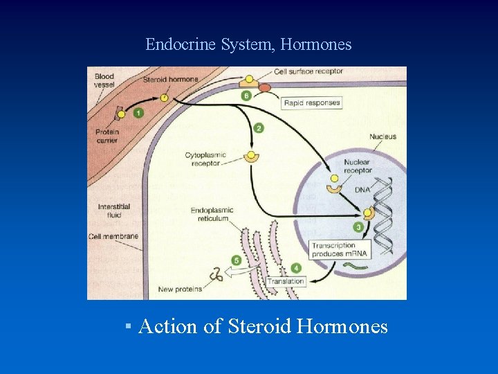 Endocrine System, Hormones ▪ Action of Steroid Hormones 