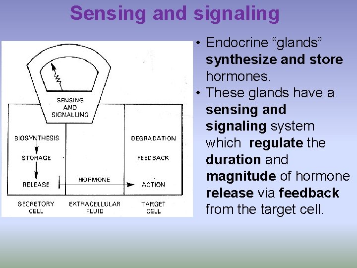 Sensing and signaling • Endocrine “glands” synthesize and store hormones. • These glands have