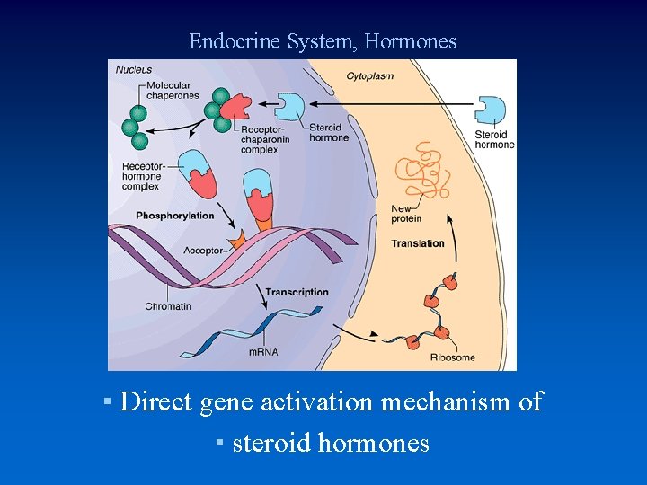 Endocrine System, Hormones ▪ Direct gene activation mechanism of ▪ steroid hormones 