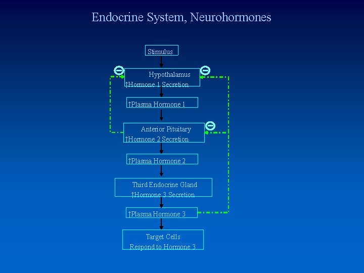 Endocrine System, Neurohormones Stimulus Hypothalamus ↑Hormone 1 Secretion ↑Plasma Hormone 1 Anterior Pituitary ↑Hormone