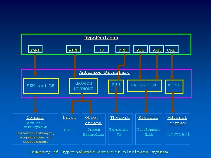 Hypothalamus Gn. RH GHRH SS TRH PIH PRH CRH Anterior Pituitary FSH and LH