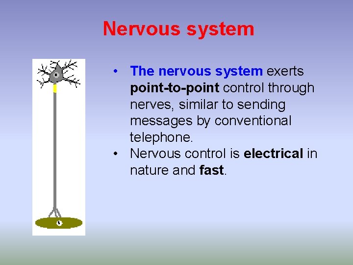 Nervous system • The nervous system exerts point-to-point control through nerves, similar to sending